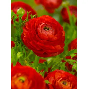 Semeno Pryskyřník 'Ranunculus red' 3 ks