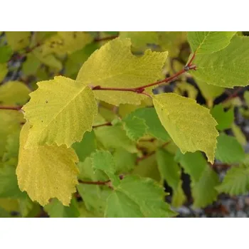 Sazenice Olše lepkavá 'Aurea' Balení: kontejner C15, Tvar: výška 280-300cm