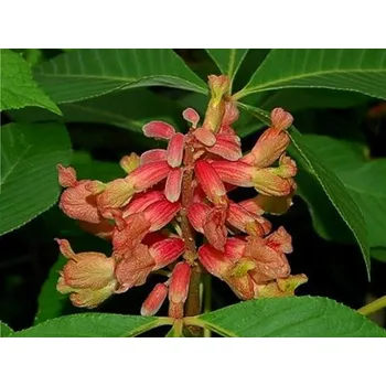 Sazenice Jírovec pávie var. discolor Balení: kontejner C10, Tvar: roubováno na kmínku, výška 100-120cm