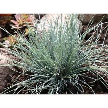 Sazenice Kostřava popelavá 'Eisvogel' kontejner p9