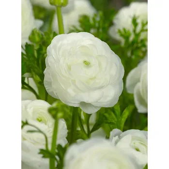 Semeno Pryskyřník 'Ranunculus white' 3 ks