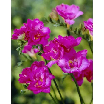 Semeno Frézie 'Double pink' 10 ks