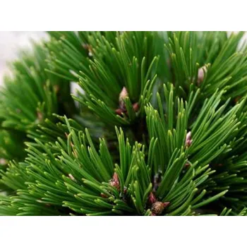 Sazenice Borovice bělokorá 'Schmidtii' Balení: kontejner C7,5, Tvar: výška 15-25cm