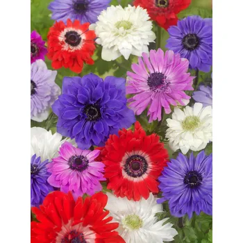 Semeno Mix sasanek St. brigid 50 ks