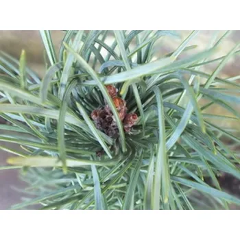 Sazenice Borovice bělokorá 'Fastigiata' Balení: kontejner C7,5, Tvar: výška 45-65cm