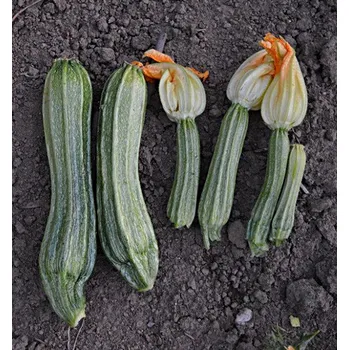 Semeno Costates Romanesco - 10