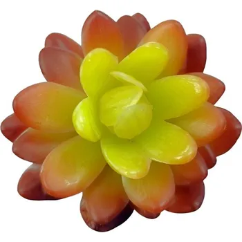 Sukulenty do orgonitů Oranžová