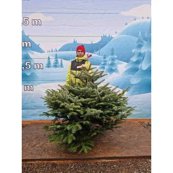 Vánoční stromek Živý, řezaný Vánoční stromek Jedle Kavkazská - 3384 - 141cm / Jedle Kavkazská