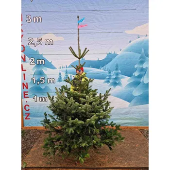 Vánoční stromek Živý, řezaný Vánoční stromek Jedle Kavkazská - 3502 - 248cm / Jedle Kavkazská