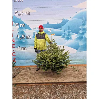 Vánoční stromek Jedle Kavkazská 2981 - 143cm