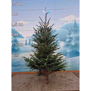 Vánoční stromek Živý, řezaný Vánoční stromek Jedle Kavkazská - 2087 - 250cm / Jedle Kavkazská