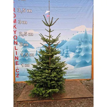 Vánoční stromek Živý, řezaný Vánoční stromek Jedle Kavkazská - 3554 - 303cm / Jedle Kavkazská