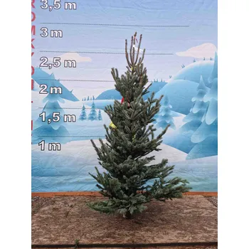 Vánoční stromek Živý, řezaný Vánoční stromek Smrk Pichlavý - 3233 - 244cm / Smrk Pichlavý