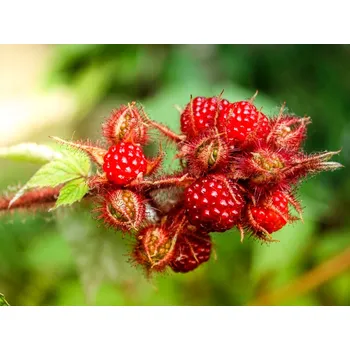 Sazenice Ostružina japonská 'Phoenicolasius'