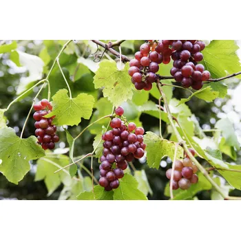 Sazenice Vinná réva 'Rosana' Balení: Kontejner 2l