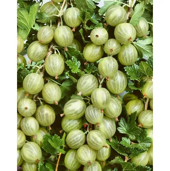 Semeno Angrešt 'Whitesmith'