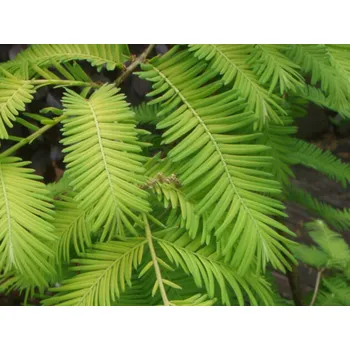 Sazenice Metasekvoj čínská 'Pendula' Balení: kontejner C20, výška 90-100 cm, Tvar: roubováno na kmínku