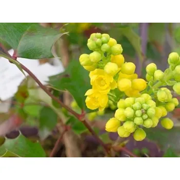 Sazenice Mahónie wagnerova 'Fireflame' Balení: kontejner C5