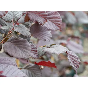 Sazenice Líska obecná 'Red Ghost' Balení: kontejner C9