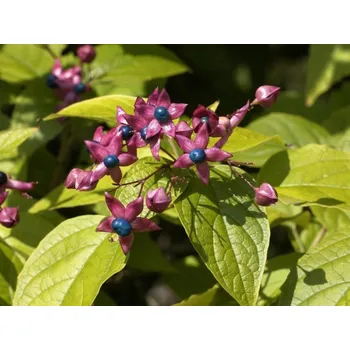 Sazenice Blahokeř trojmý kontejner C5