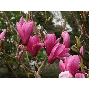 Sazenice Magnolie 'Yaeko' Balení: kontejner C5