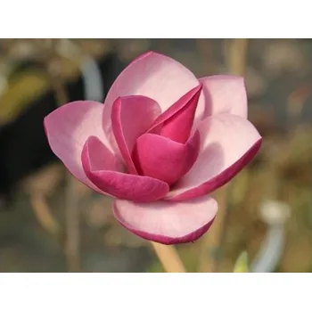 Sazenice Magnolie 'Theodora' Balení: kontejner C5