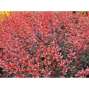 Sazenice Dřišťál Thunbergův 'Pink Attraction' Balení: kontejner C3