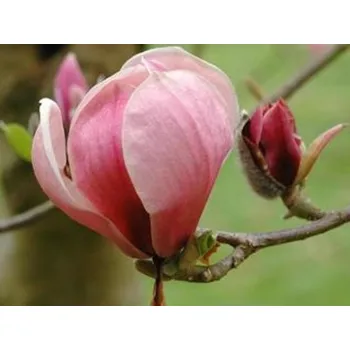 Sazenice Magnolie 'Joe McDaniel' Balení: kontejner C5, Tvar: výška 60-80cm