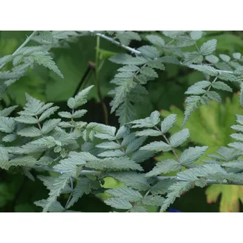 Sazenice Ostružiník tibetský 'Silver Fern' Balení: kontejner C5