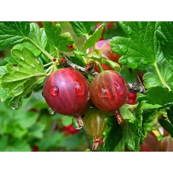 Sazenice Angrešt 'Pax' Balení: kontejner RP2, keř