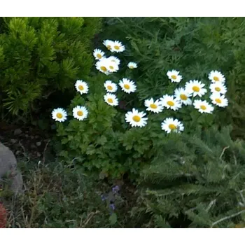Zakrslá listopádka (Chrysanthemum arcticum)