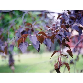 Sazenice Bříza 'Crimson Frost' Balení: kontejner C5