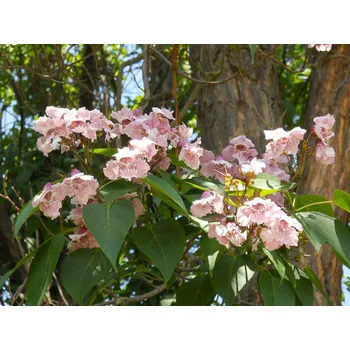 Sazenice Katalpa Fargesova Balení: kontejner C7,5, Tvar: výška 160-180 cm