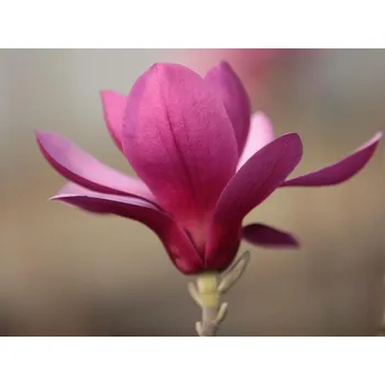 Sazenice Magnolie 'Purple Star' Balení: kontejner C5, Tvar: výška 60-80cm