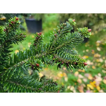 Sazenice Jedle bělokorá 'Pyramidalis' Balení: kontejner C3