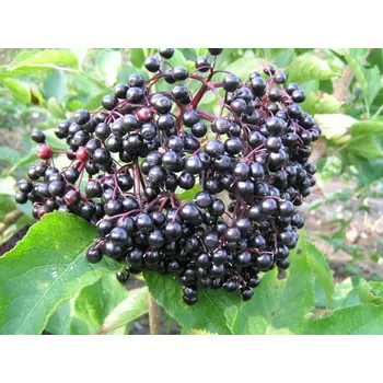 Sazenice Bez černý 'Korsor' Balení: kontejner C2