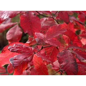 Sazenice Javor Maximowičův Balení: kontejner C5