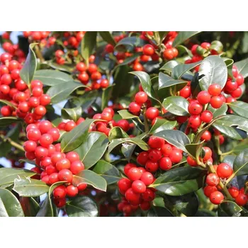 Sazenice Cesmína ostrolistá 'J.C. van Tol' kontejner C3