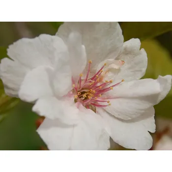 Sazenice Třešeň ptačí 'Pendula' kontejner C7,5