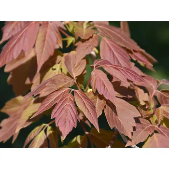 Sazenice Javor jasanolistý 'Sensation' Balení: kontejner C5, Tvar: výška 100-120cm