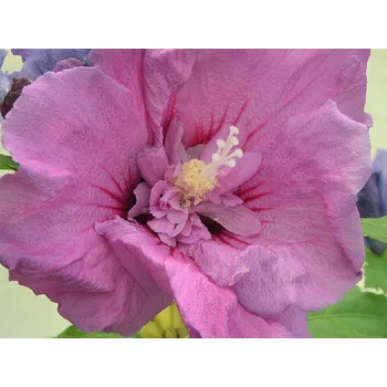 Sazenice Ibišek syrský ERUPTION 'Mineru' PBR Balení: kontejner C9, Tvar: výška 60-80cm