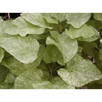 Sazenice Katalpa nádherná 'Pulverulenta' Balení: kontejner C7,5, Tvar: výška 100-120 cm