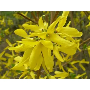 Sazenice Zlatice prostřední 'Golden Nugget' Balení: kontejner C3