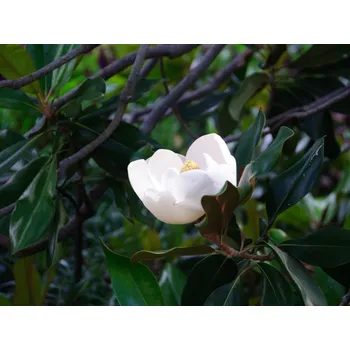 Sazenice Šácholán velkokvětý 'D.D. Blanchard' Balení: kontejner C12