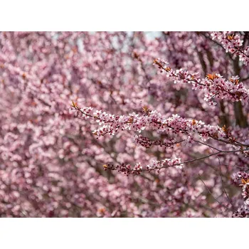 Sazenice Slivoň myrobalán 'Woodi' Balení: kontejner C3