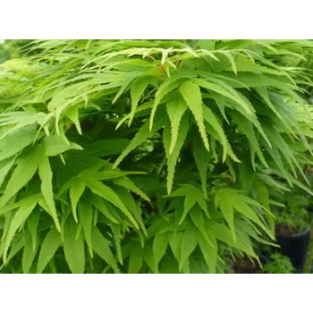 Sazenice Javor dlanitolistý 'Mikawa-yatsubusa' Balení: kontejner C9, Tvar: výška 60-80cm