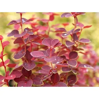 Sazenice Dřišťál Thunbergův 'Chiquita' Balení: kontejner C3