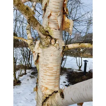 Sazenice Bříza 'White Light' Balení: kontejner C7,5, Tvar: výška 140-160cm