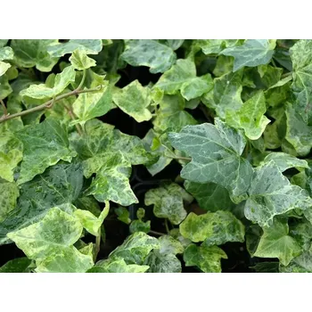 Sazenice Břečťan popínavý 'Marmorata' Balení: kontejner RP2