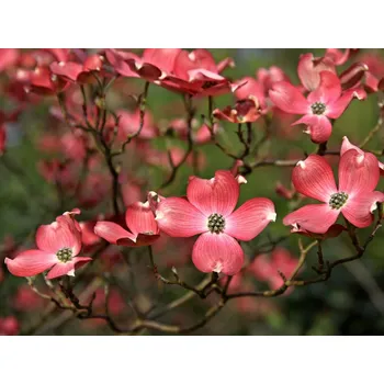 Sazenice Dřín květnatý 'Cherokee Chief' Balení: kontejner C15, Tvar: výška 100-120cm